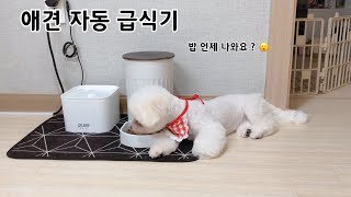 애견 자동급식기 / 비숑/ 비숑두마리키우기 / 비숑타임