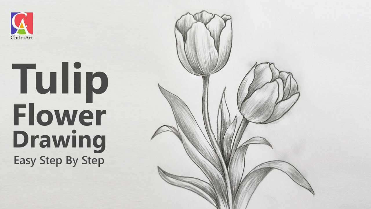 Flowers Tulips Drawing How To Draw A Tulip Simple Step By Step