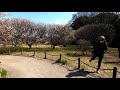 japantrip 越谷 梅林公園 walk.koshigaya. plum