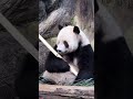 怀里着竹子满脑子都是笋笋 一方水土养一方熊猫 panda 大熊猫 cute 熊 来这吸熊猫