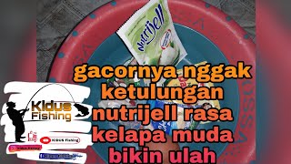 racikkan umpan putih aroma kelapa - nutri jell