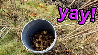 How Do I Harvest Sunchokes? Jerusalem Artichokes Winter Harvest