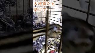 しまりす「ポン吉」自ら揺れています。【ペット】【シマリス】【Chipmunk】【Squirrel】【Kawaii】【Cute】