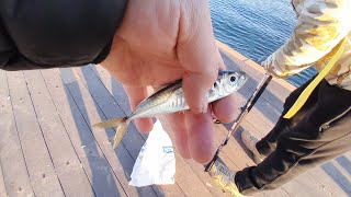 YOĞUN KAR YAĞIŞI SONRASI BALIKLAR KIYILADI  #fishing #fish #balikavi #balık #kıyıbalıkçılığı