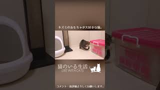 ネズミのおもちゃが大好きな猫。 #Shorts