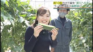 県外進出も狙える？ 生食も!? 改良10年『ヘチマ』をゴーヤーに並ぶ島野菜に！