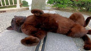 野良猫が通りでゴロンゴロン転がってカワイイ。