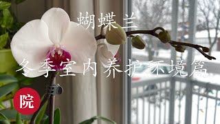 【彬彬有院】花 •401蝴蝶兰冬季室内养护之一//冬季室内所需环境的几个要点，光照，温度，温差和湿度