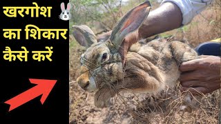 दिन में करे खरगोश 🐰  का शिकार सबसे आसान तरीका -  rabbit hunting in dey #rabbit @riskyhunting