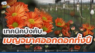 เทคนิค!!! บังคับให้ดอกไม้ ดอกเบญจมาศออกดอกตลอดปี [ Rakbankerd | รักบ้านเกิด ]