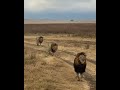 লেক কুইন্টেট পুরুষ বিশাল পুরুষ সিংহ ngorongoro crater