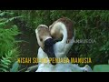 Kisah Soang Penjaga Manusia | SI OTAN (08/08/24)