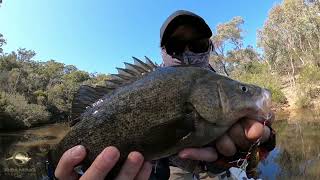 Romen runs through Early Springtime Golden Perch Tactics - Finding Warm Water - False Springs.