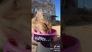 Cat feeding drones are more accurate and convenient. The only drawback is that the food may fly