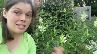 Why You Should Plant White Turtlehead