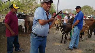 tiangue de Santa Rosa de Lima, La Unión, El Salvador 🇸🇻 sábado 6 de mayo.