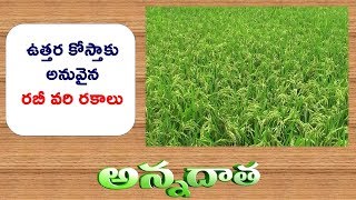 Rabi Paddy Varities For North Coastal AP  || ETV Annadata