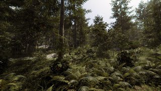Forest Environment Demo | Unity 6 HDRP