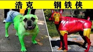 5只完美cosplay的宠物，狗子染绿毛扮浩克，被迫营业？