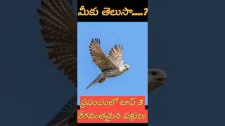 ప్రపంచంలో టాప్ 3 వేగవంతమైన పక్షులు🕊🕊🕊 #shorts #birds #facts #trending #education #youtubeshorts