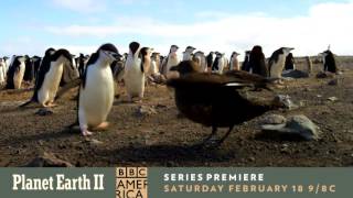 A Part of Something Greater | Planet Earth II | Premieres Feb 18th @ 9/8c