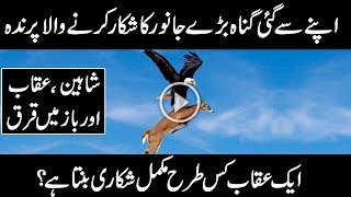 MOST AMAZING FACTS ABOUT EAGLE , SHAHEEN |URDU DOCUMENTARY ON UQAAB | Urdu Cover