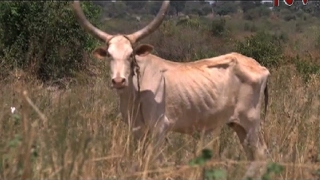 200,000 in Nakasongola district on the brink of starvation