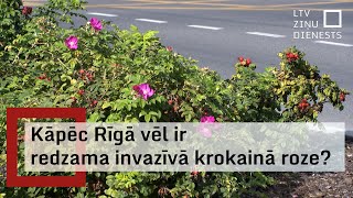 Kāpēc Rīgā vēl ir redzama invazīvā krokainā roze?