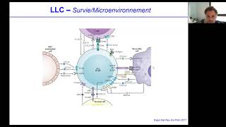 Phase Socle : Leucémie lymphoïde chronique