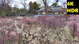 4K HDR【梅満開/北野天満宮・梅苑/2021】2/23(火・祝)