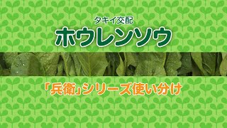 【野菜】「品種解説」タキイ ホウレンソウ品種の使い分け