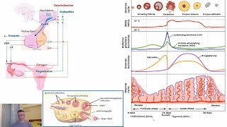 Έμμηνος κύκλος-Οιστρογόνα/Προγεστερόνη (Αναπαραγωγή και Ανάπτυξη)