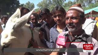 Pakistan's largest Donkey Market | HUM News