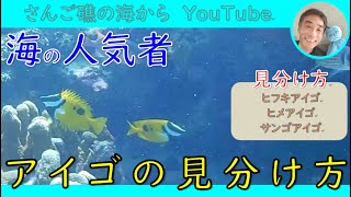 【石垣島の海】海の人気者！アイゴ。初心者さん見つけやすく虜なる人気者