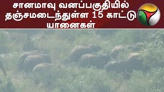 சானமாவு வனப்பகுதியில் தஞ்சமடைந்துள்ள 15 காட்டு யானைகள் | #Elephant #Krishnagiri #Tamilnews