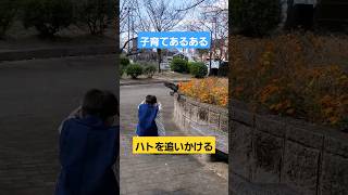 子育てあるある⇒ハトを追いかけて反撃される