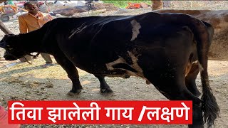 तिवा झालेली गाय/लक्षणे