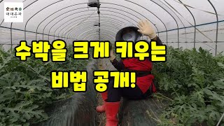 부자농부의 수박 크게 키우는 비법공개 / 수박농사 / 미네랄수박 / 귀농귀촌