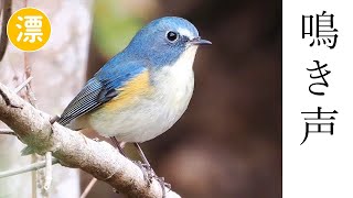 【解説】ルリビタキの鳴き声（地鳴き・さえずり）