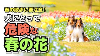 犬にとって危険な春の花6選｜春先の散歩・お部屋に花を飾る際に要注意！