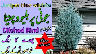 Wichita juniper blue#juniperus scopulorum#planting a Wichita blue juniper \u0026blue blazes hyssop#