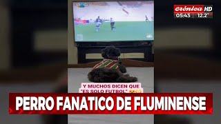 Perro fanático de Fluminense se hace viral