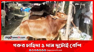 ছোট-মাঝারি গরুর চাহিদা ও দাম দুটোই বেশি   || Jago News