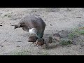 peahen with chicks wonga beach qld 18 01 2012