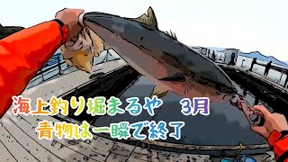 海上釣り堀まるや　3月　青物は一瞬で終了