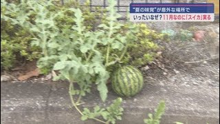 １１月に季節外れのスイカが…　静岡・裾野市の保育園