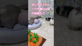 【1分解説】うさぎを飼うのに毎月かかるお金がヤバすぎる‼️ #shorts #うさぎ #かわいいうさぎ #豆知識 #雑学