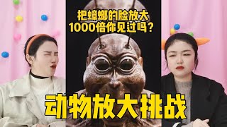 动物放大挑战！当蝌蚪放大1000倍后，终于知道它为什么要找妈妈了