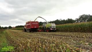 Mais oogst 2016 bij de Dairy Academy Oenkerk