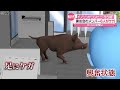 イノシシがコンビニにろう城 ６人がケガ 山梨・甲府市 動物愛誤 製造車禍.傷人.人身被害 アニマルホーダー.animal hoarding 豚コレラ.豚熱.豬瘟.csf トキソプラズマ症